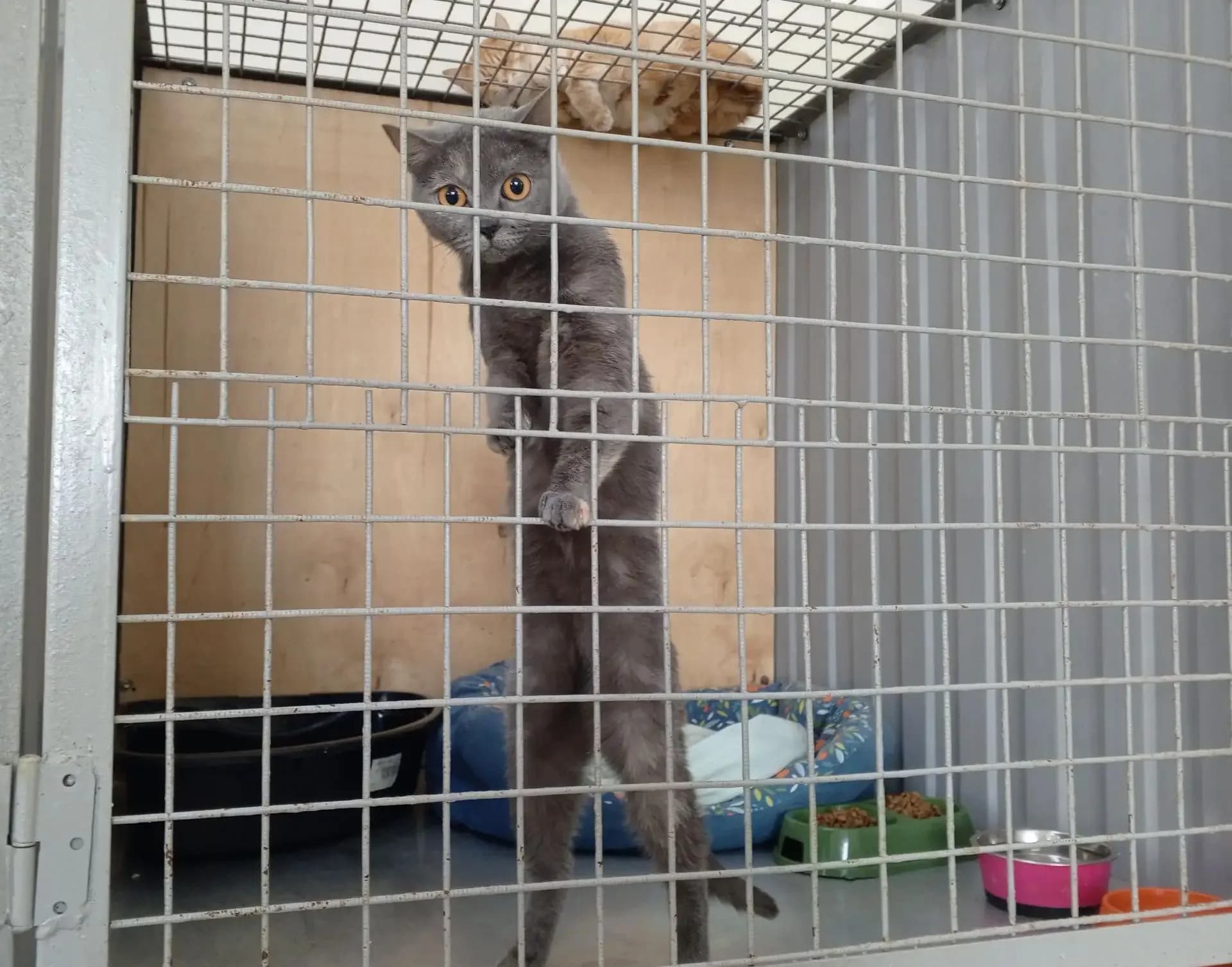 Кот в приюте