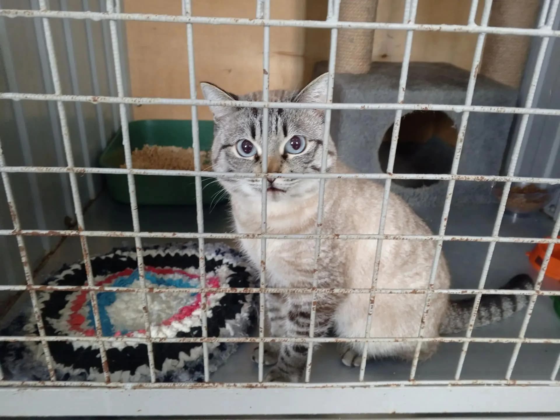 Кот заперт в клетке в приюте
