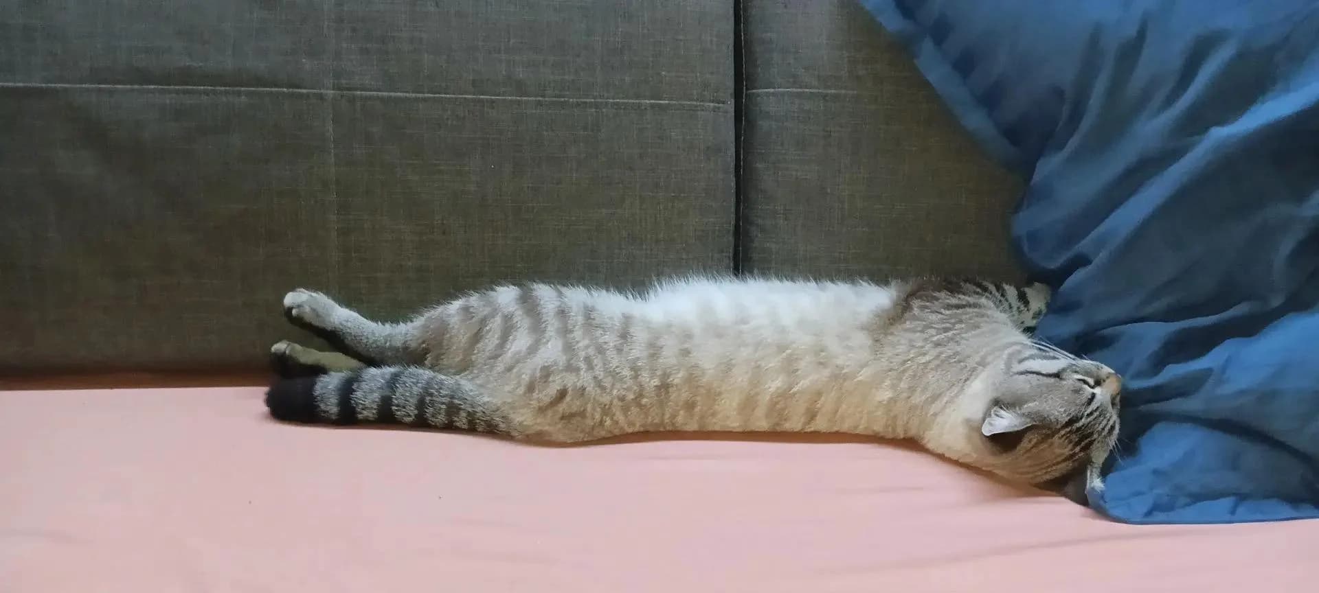 Кот дома