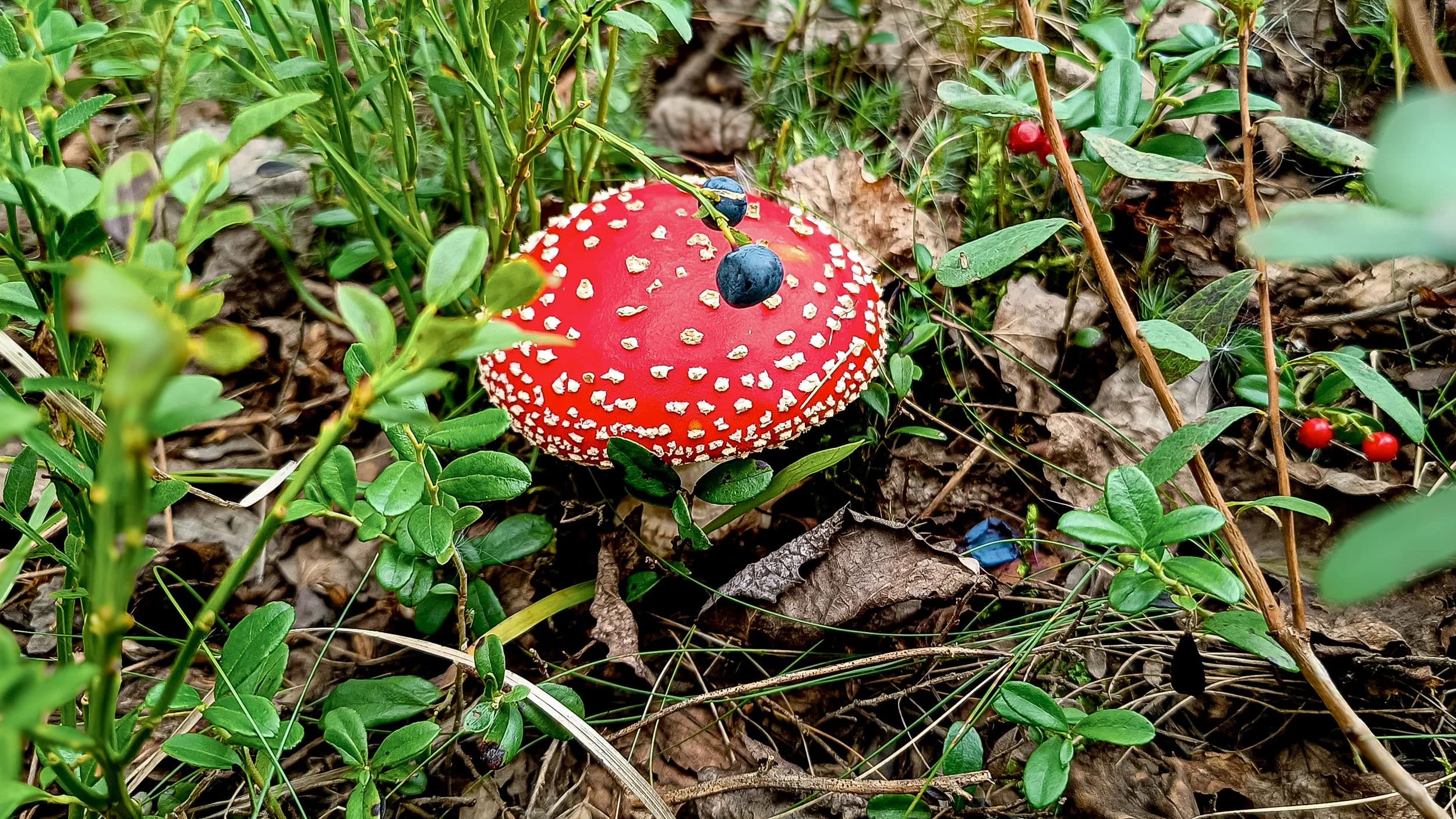 Мухомор