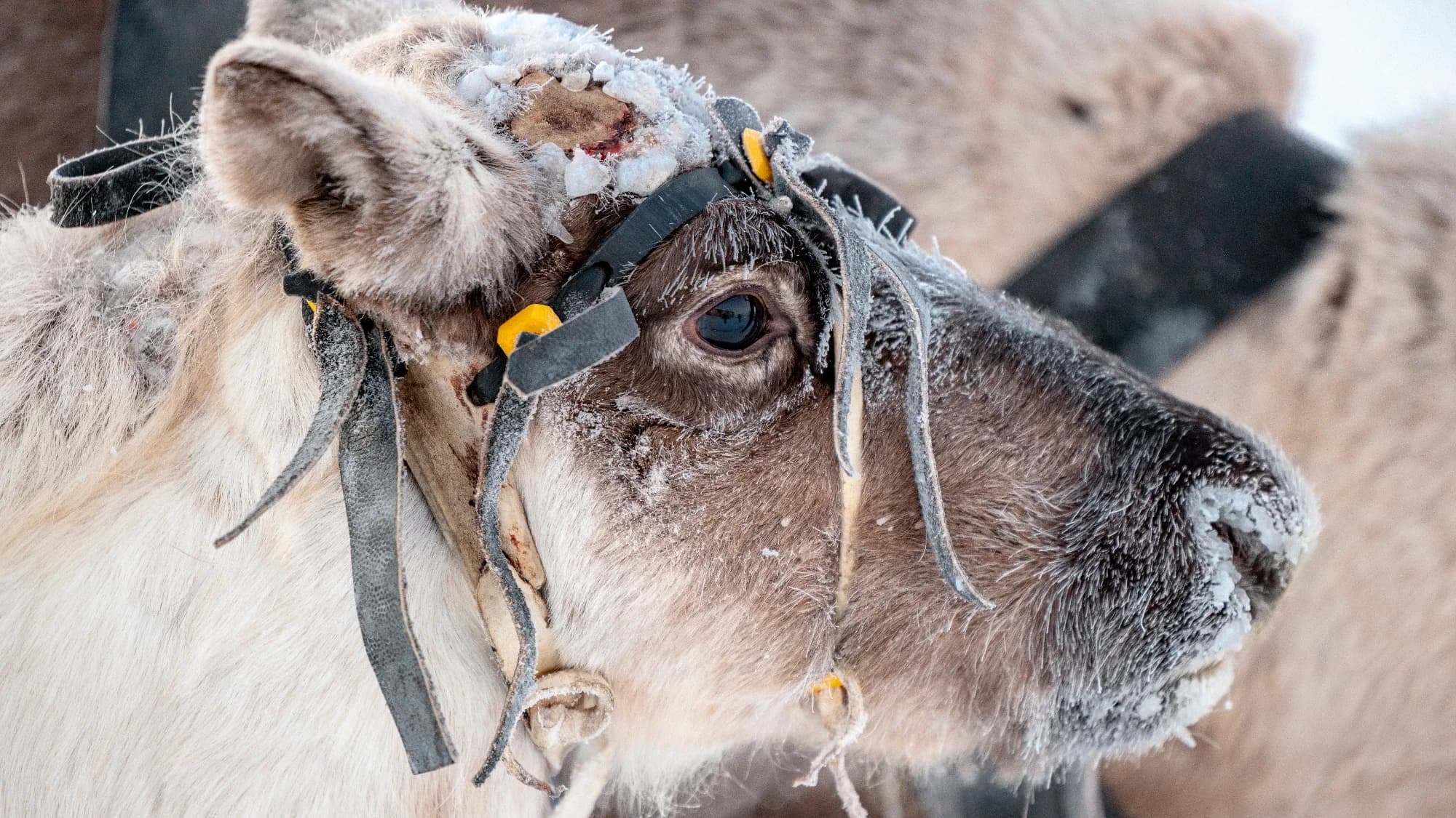 «Ямальские Хатико» оказались на ягельнике для восстановления
