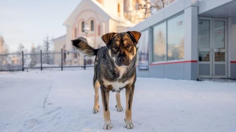 Власти Приуралья заплатят девочке компенсацию за укус бродячей собаки
