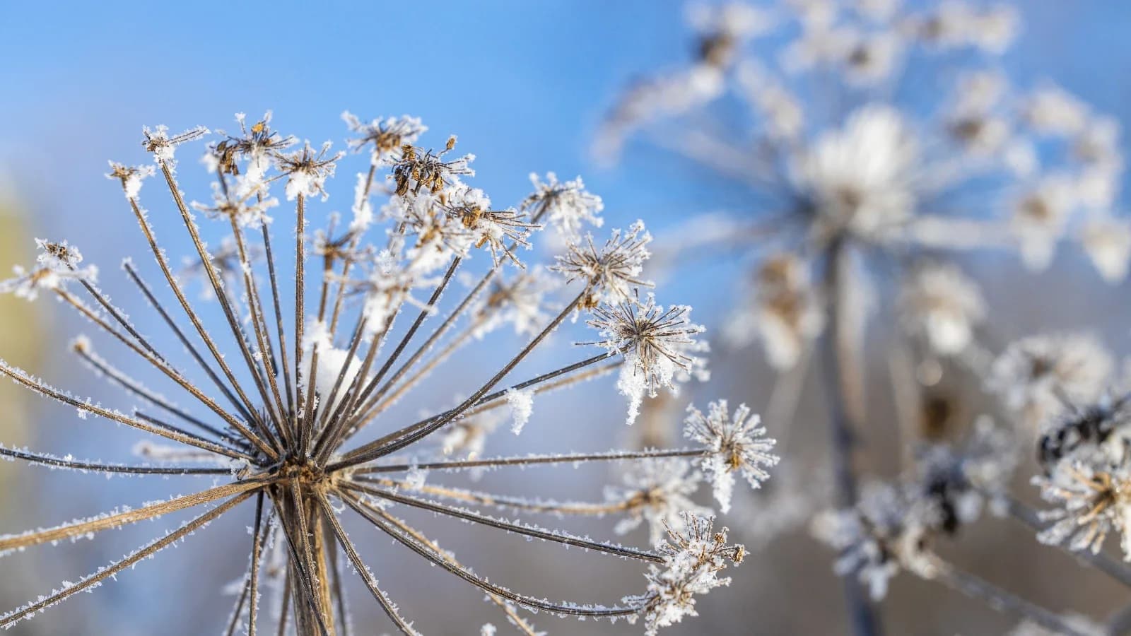 Приуралье встретит Международный женский день 40-градусными морозами