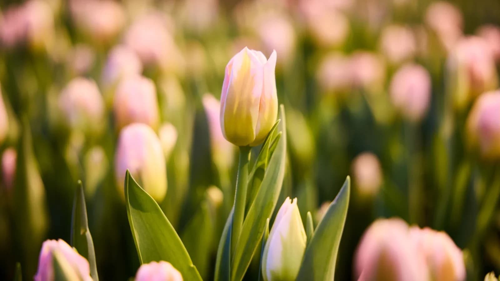 Депутаты и глава Приуралья встретилась с семьями бойцов СВО в преддверии 8 Марта