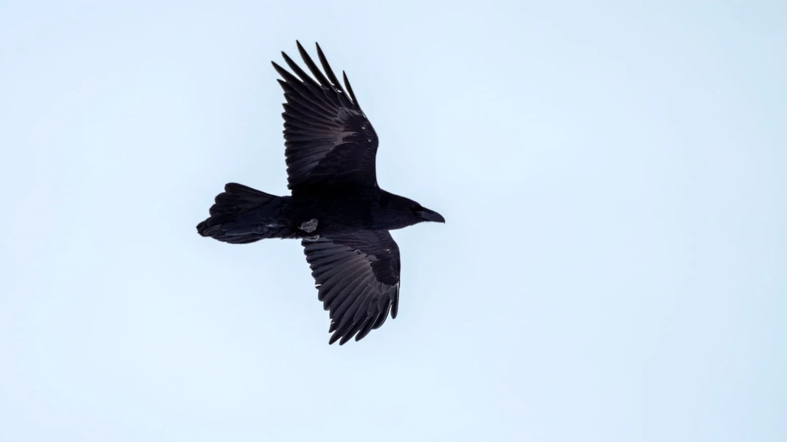 Весна на крыльях вороны: жителей Приуралья приглашают на «Ворнга хатл»