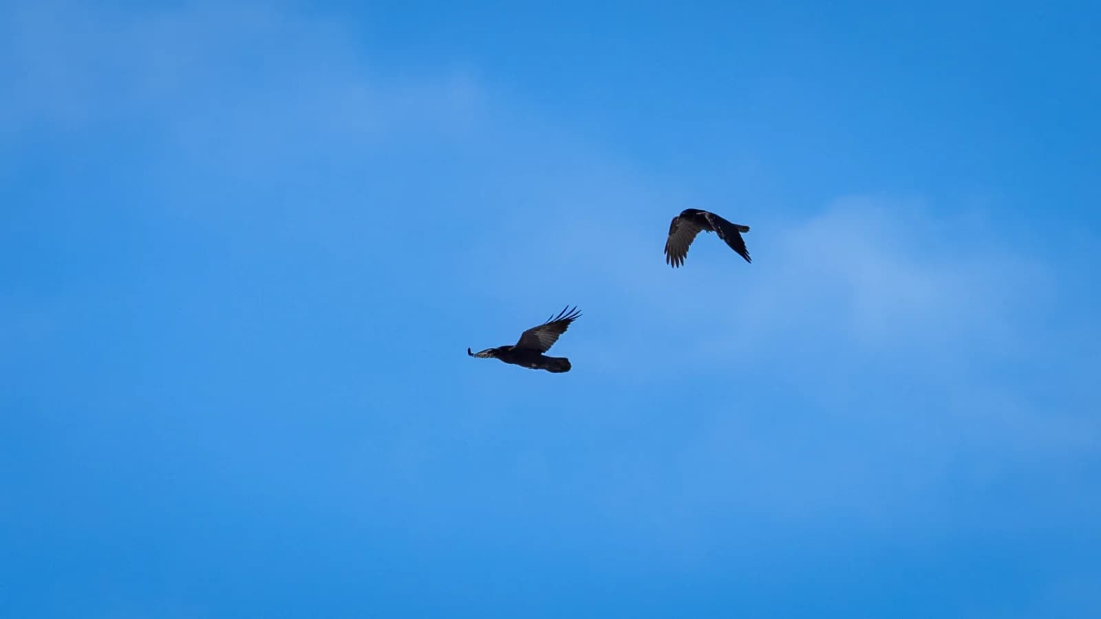 Крик разбудивший солнце: почему ворона — главная птица весны на Ямале