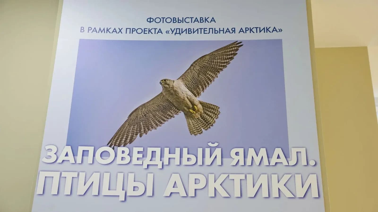 Ямал — территория кречетов: ученые отмечают рекордную численность краснокнижных птиц