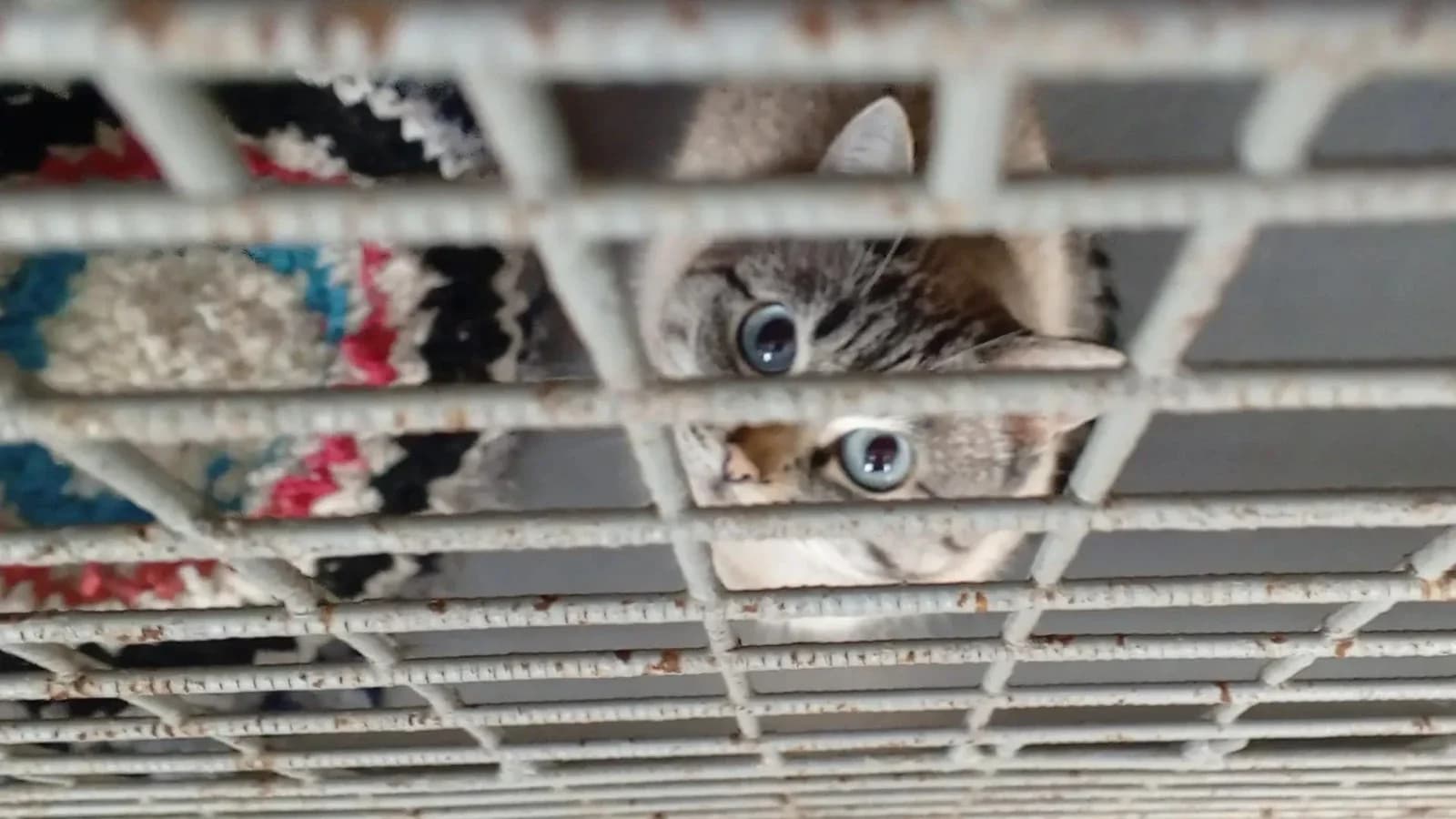 Не просто грустный взгляд: как живут кошки и собаки в приюте Лабытнанги