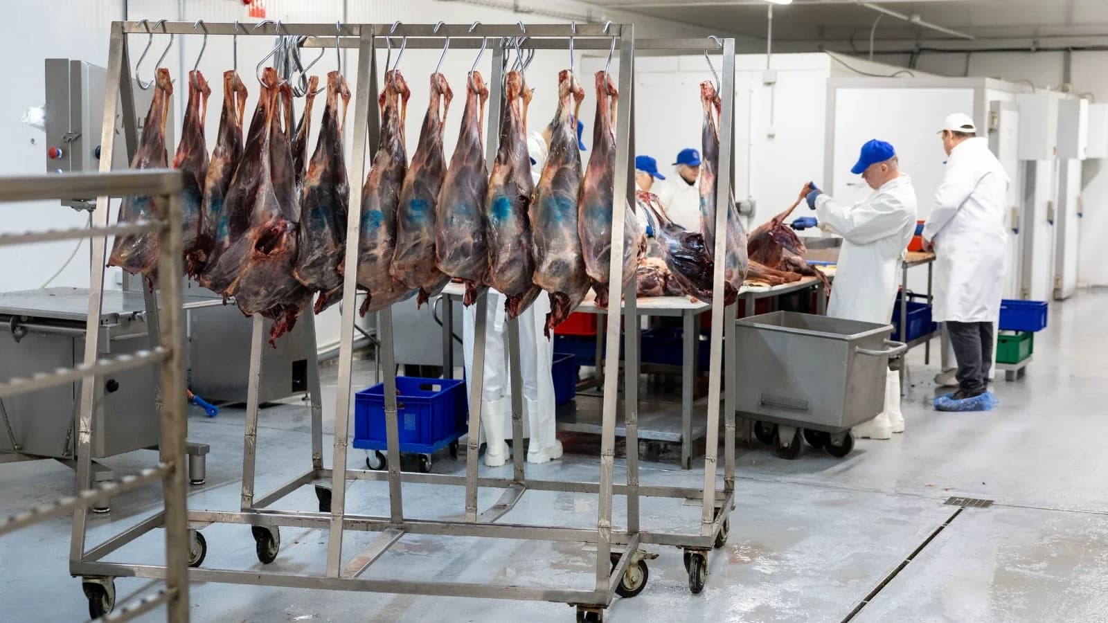 Снова первые: в Приуралье приступили к промышленной заготовке оленины